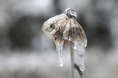 Rainy Day - Ice Flower by Bryan Davies