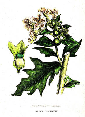 Owls - Illustration Of Black Henbane by Wellcome Images