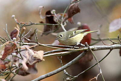Little Mosters Rights Managed Images - IMG_0025-003 -  Ruby-crowned Kinglet Royalty-Free Image by Travis Truelove