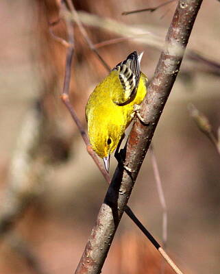 Mt Rushmore Royalty Free Images - IMG_0288-001 - Pine Warbler Royalty-Free Image by Travis Truelove