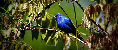 Maps Rights Managed Images - IMG_0492-010 -  Indigo Bunting Royalty-Free Image by Travis Truelove