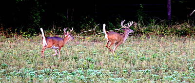 Modern Man Vintage Space Rights Managed Images - IMG_0567-005 - Nice Buck Deer Royalty-Free Image by Travis Truelove