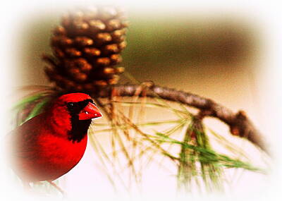 Food And Beverage Signs - IMG_0774-007 - Northern Cardinal by Travis Truelove