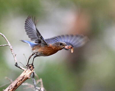 Whimsically Poetic Photographs Royalty Free Images - IMG_0824 - Eastern Bluebird Royalty-Free Image by Travis Truelove