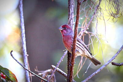 Watercolor Alphabet Rights Managed Images - IMG_1488-003 - House Finch Royalty-Free Image by Travis Truelove