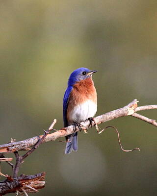 Wild Weather Rights Managed Images - IMG_3042-001 - Eastern Bluebird Royalty-Free Image by Travis Truelove