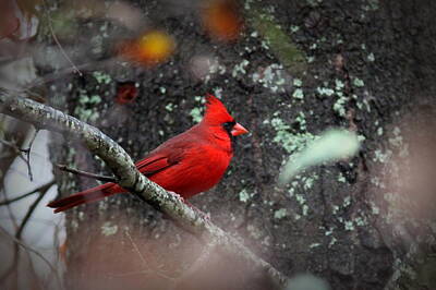 Birds Royalty Free Images - IMG_3174 - Northern Cardinal Royalty-Free Image by Travis Truelove