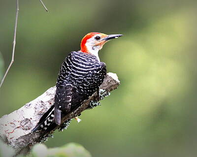 Music Figurative Potraits - IMG_4176 - Red-bellied Woodpecker by Travis Truelove