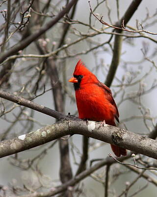 Vintage State Flags - IMG_4255 - Northern Cardinal by Travis Truelove