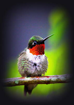 Antique Maps - IMG_4517-019 - Ruby-throated Hummingbird by Travis Truelove