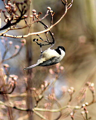 Outerspace Patenets Royalty Free Images - IMG_4695 - Carolina Chickadee Royalty-Free Image by Travis Truelove