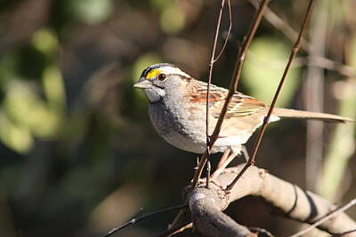 Black And White Beach Royalty Free Images - IMG_5804 - White-throated Sparrow Royalty-Free Image by Travis Truelove