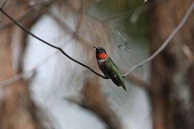 Cactus - IMG_6183 - Ruby-throated Hummingbird by Travis Truelove