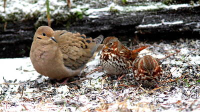Lets Be Frank - IMG_6349 - Mourning Dove and Friends by Travis Truelove