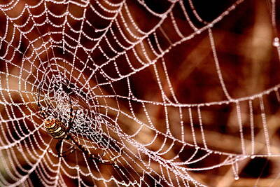European Photography - IMG_7995-001 - Spider with Dew by Travis Truelove