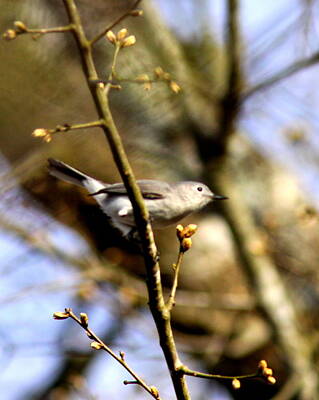 Fromage - IMG_8309-001 - Blue-grey Gnatcatcher by Travis Truelove