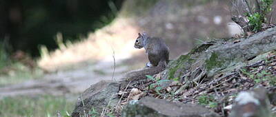 Kitchen Collection Royalty Free Images - IMG_9688 - Squirrel Royalty-Free Image by Travis Truelove
