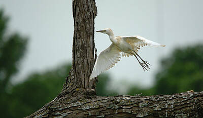 Lets Be Frank - Immature Little Blue Heron Begins Flight by Roy Williams