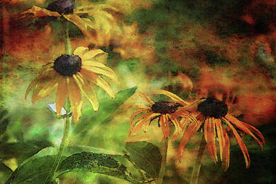 Impressionism Photo Royalty Free Images - Impressionist Black Eye Susan 2962 IDP_2 Royalty-Free Image by Steven Ward