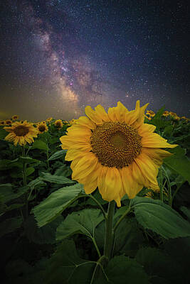 Sunflowers Rights Managed Images - In Bloom Royalty-Free Image by Aaron J Groen