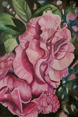 Roses Drawings - In the pink by Jodi Mahaffey