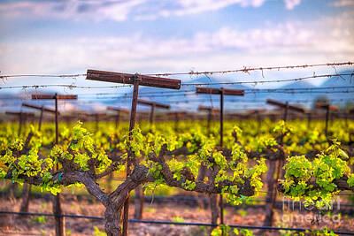 Recently Sold - Wine Photos - In the Vineyard by Anthony Michael Bonafede