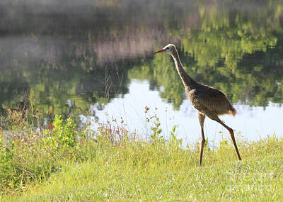 Champagne Corks Royalty Free Images - Independent Juvenile Sandhill Crane Royalty-Free Image by Carol Groenen