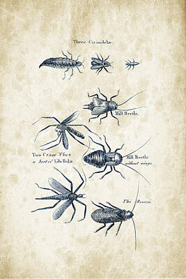 Animals Digital Art - Insects - 1792 - 10 by Aged Pixel
