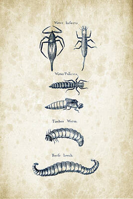 Animals Digital Art - Insects - 1792 - 20 by Aged Pixel