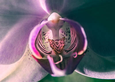 Ink And Water - Inside the Orchid by M and D Photography