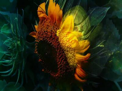 Sunflowers Digital Art - Inside water by Nilu Mishra