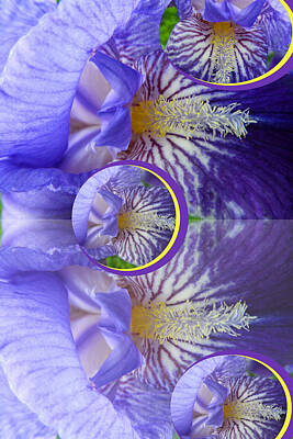 Anne Geddes For Mom - Iris Collage by Tina M Wenger