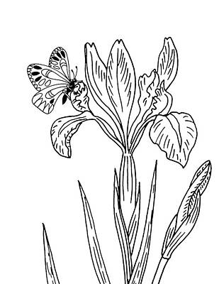 Floral Drawings - Iris Flower And Butterfly Drawing by Irina Sztukowski