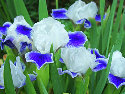 Best Sellers - Floral Royalty Free Images - Iris Flowers art prints Blue White Irises Floral Baslee Troutman Royalty-Free Image by Patti Baslee