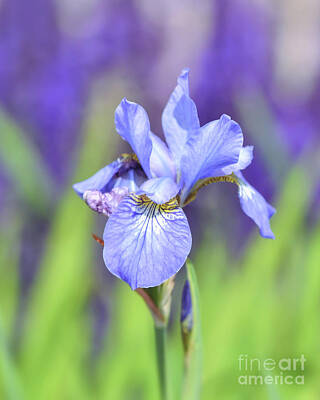 Animal Portraits - Iris - Flowers of Spring by Kerri Farley