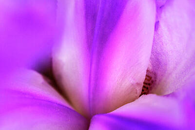 Abstract Flowers Rights Managed Images - Iris in Silk Royalty-Free Image by Iris Richardson
