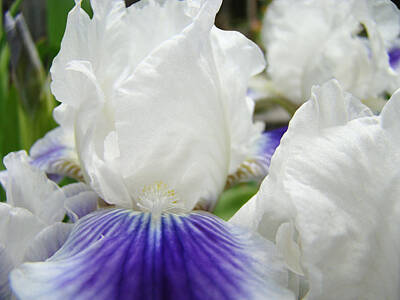 Western Buffalo Royalty Free Images - IRISES FLOWERS Art Print Gifts White Purple Iris Flower Royalty-Free Image by Patti Baslee