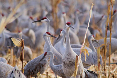Birds Royalty-Free and Rights-Managed Images - Its a sandhill crane thing by Jeff Swan