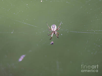 Modern Sophistication Modern Abstract Paintings - Itsy Bitsy Spider by Mills Cooper