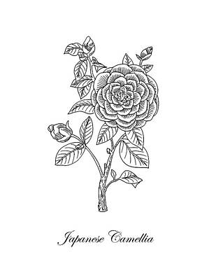 Roses Drawings - Japanese Camellia Flower Botanical Drawing  by Irina Sztukowski