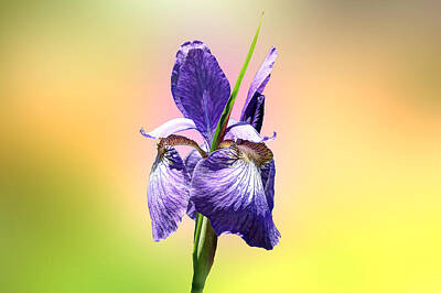 Christmas Ornaments - Japanese Iris - Iris sanguinea - Purple by Carol Senske