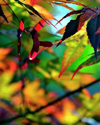 Jerry Sodorff Royalty-Free and Rights-Managed Images - Japanese Maple Autumn by Jerry Sodorff