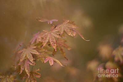 Graduation Sayings - Japanese maple by Cindy Garber Iverson