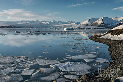 Lupen Grainne - Jokulsarlon Ice Lagoon - Iceland by Sandra Bronstein
