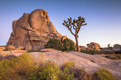 Rabbit Marcus The Great - Joshua tree and intersection rock by Davorin Mance
