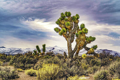 Fantasy Rights Managed Images - Joshua Tree on the Extraterrestrial Highway Royalty-Free Image by Janis Knight