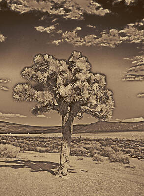 Ps I Love You - Joshua Tree by Jim Cook
