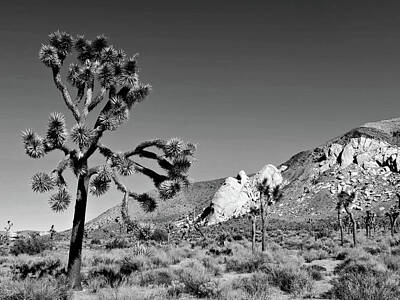 Amy Weiss Royalty Free Images - Joshua Tree National Park 1 Royalty-Free Image by Scott Carda
