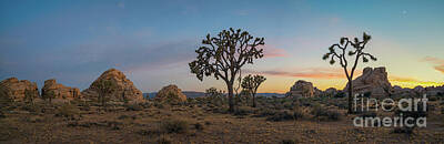 Colorful Pop Culture - Joshua Tree Sunset  by Michael Ver Sprill