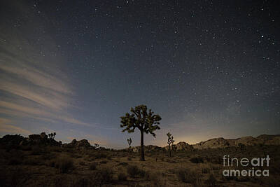 Maps Rights Managed Images - Joshua Tree Under The Stars Royalty-Free Image by Michael Ver Sprill
